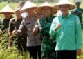 Bupati Mhd Fadhil Arief Melakukan Penanaman Padi Serentak