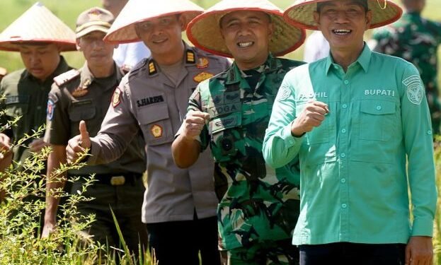 Bupati Mhd Fadhil Arief Melakukan Penanaman Padi Serentak