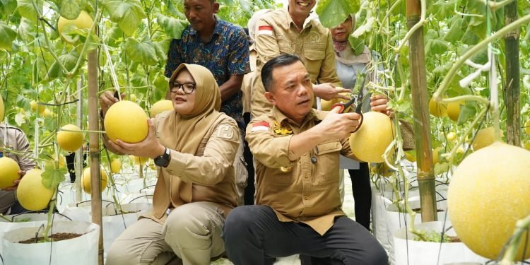 Bupati Tanjab Timur Bersama Gubernur Jambi Panen Perdana Melon