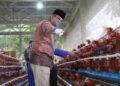 Bupati Anwar Sadat Tinjau Ternak Ayam Berkah Madani Farm   