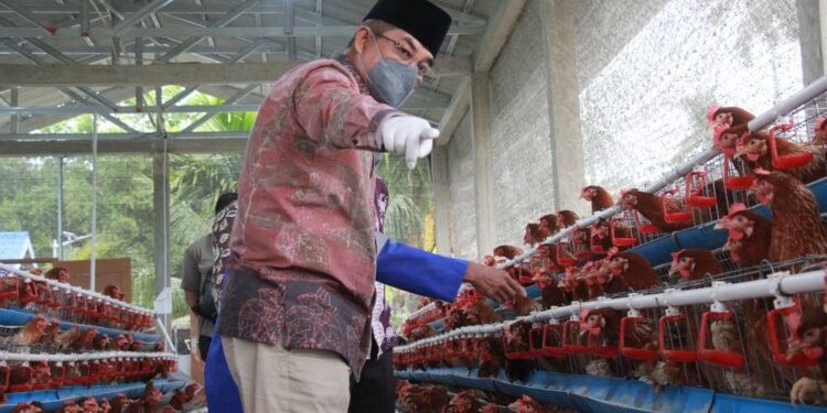 Bupati Anwar Sadat Tinjau Ternak Ayam Berkah Madani Farm   