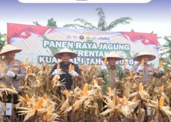 Wabup Muaro Jambi Hadiri Panen Jagung Serentak